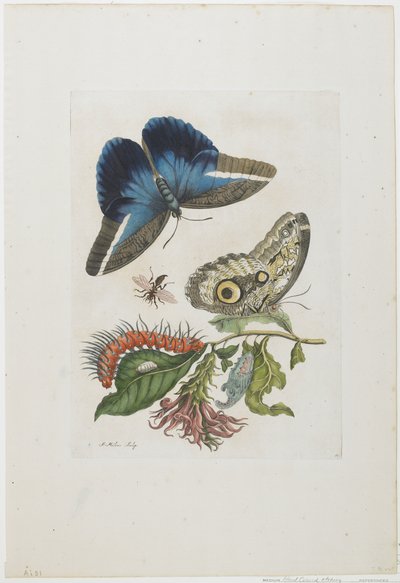 Blue Butterflies and Red Larva, Blue Spines by Maria Sibylla Merian